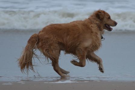 狗, 海, 动物, 海滩, 金毛猎犬