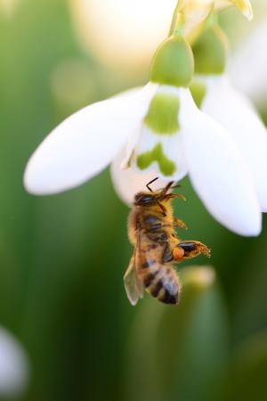 昆虫, 蜜蜂, 花, 花, 绿色, 春天, 自然