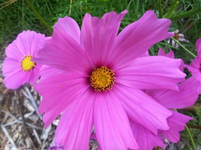 宇宙 bipinnatus, 粉红色的花, 关闭, 开花, 光明, 绽放