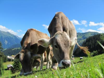 奶牛, 奥地利, 牧场, 天空, 蓝色, 景观, 山草甸
