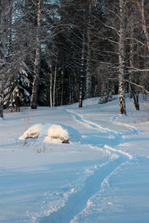芬兰, 景观, 森林, 树木, 伍兹, 冬天, 雪