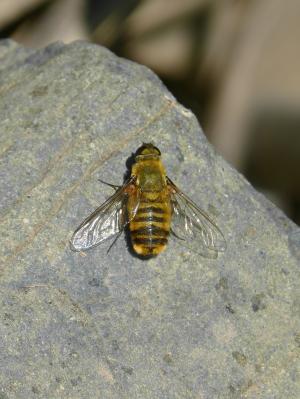 蜂的种类, 昆虫, 岩石, 详细