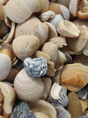 贝壳, 海滩, 贝壳, 集合, 野生动物, 自然, 海岸