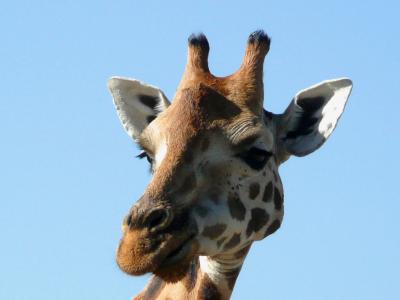 长颈鹿, 肯尼亚, 动物, 野生, 野生动物, 非洲, 自然