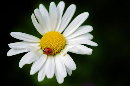 黛西, 花, 自然, 植物, 白色, 花香, 夏季