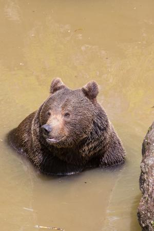 熊, 游泳, 自然公园, 野生动物, 茶点, 棕色的熊, 动物
