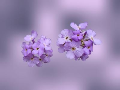 野花, 紫罗兰色, 花, 野生, 紫色, 花园, 春天