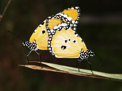 翼, 黄色, 昆虫, 飞行, 分离, 洄游, 蝴蝶的翅膀