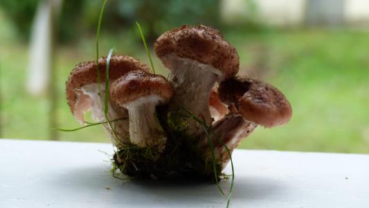 蘑菇, rodinka, 发现