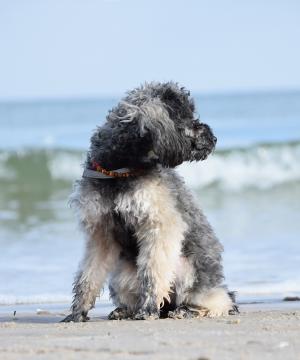 卷毛狗, 狗, 迷你贵宾犬, 海滩, 水, 海, 波