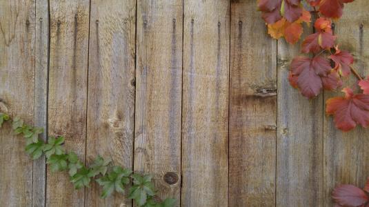 葡萄藤, 秋天, 贺卡, 木栅栏, 木材-材料, 叶, 户外