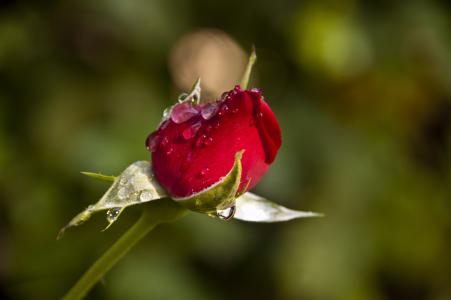 罗莎, capullo, 玫瑰, 红色, 按钮, 上升, 花
