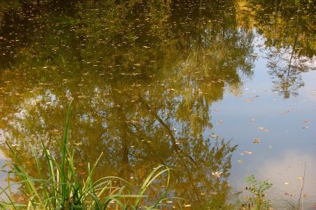 池塘, 池, trueb, 镜像, 芦苇, 群落生境, 休息