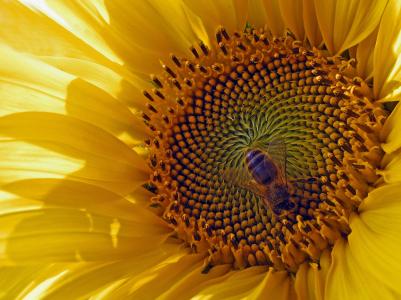 太阳花, 开花, 绽放, 蜜蜂, 黄色, 充足的自然光线, 宏观