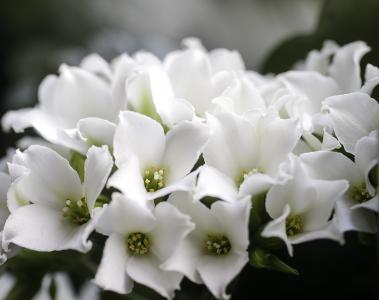 花, 白色, 花, 植物, 盆栽的植物, 植物, 白花