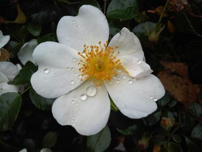 花, 野玫瑰, 白色, 雨滴, 春天, 自然