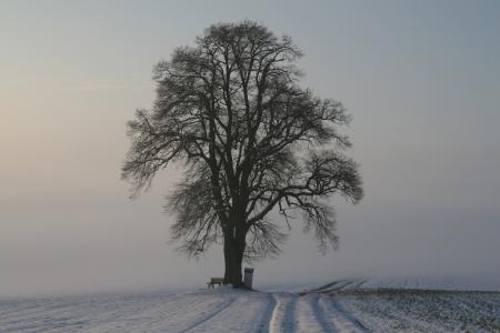 冬天, 雾, 雪, 清晨的阳光, 感冒, 景观, 自然