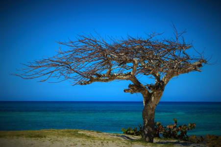 古巴, 夏季, 树, 枯的树, 大自然的美, 自然, 海