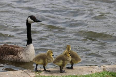鸭子, 小鸭, 小动物, 春季动物, 池塘里的鸭子, 自然