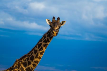 非洲, 野生动物园, 荒野, 野生动物, 长颈鹿, 动物