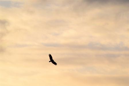 鸟, 剪影, 金色的天空, 自然, 动物, 翼, 符号
