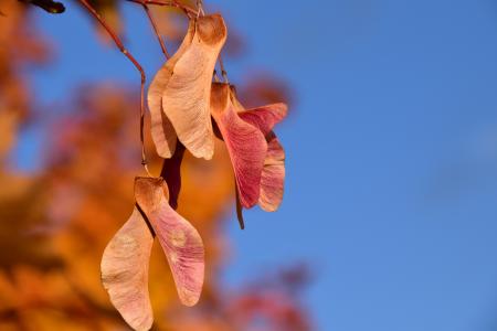 枫树, 种子, 秋天, 金, 关闭, 红色, 天空