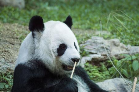 熊猫, 幼崽, 野生动物, 动物园, 可爱, 中国, 哺乳动物