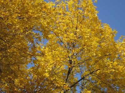 金, 叶子, 秋天, 金色的秋天, 秋天, 背景, 黄色
