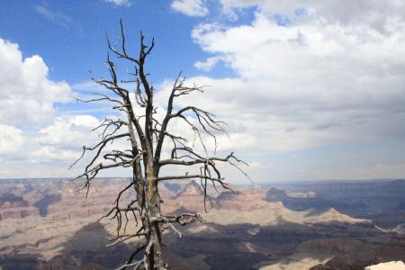 树, 死亡, 科罗拉多州, 对比