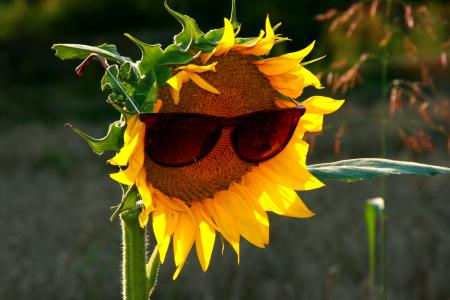 向日葵, 太阳镜, 黄色, 自然, 夏季, 农业, 植物