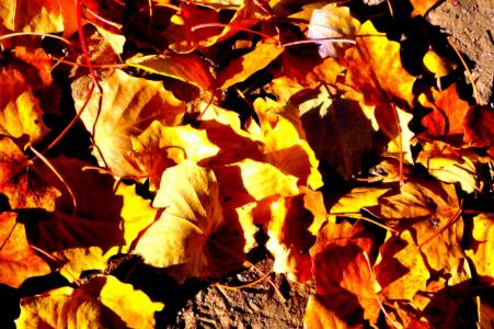 落叶, 地面, 秋天, 叶, 自然, 赛季, 黄色