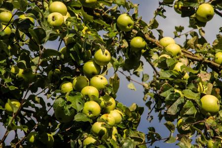苹果, 树上苹果, 秋天, 水果, 青苹果, 收获, kernobstgewaechs