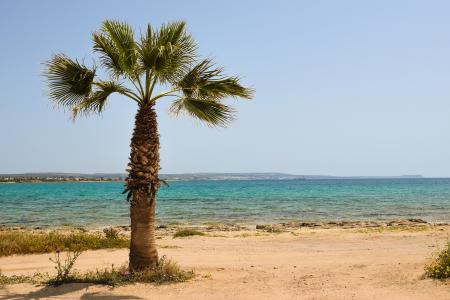 塞浦路斯, 一 liopetri, 棕榈树, 海滩, 海, 景观, 风光
