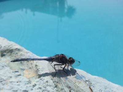 昆虫, 游泳池, 蜻蜓, 自然, 动物, 野生动物, 户外