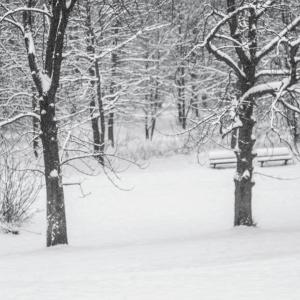冬天, 雪, 树