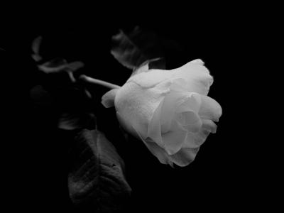 上升, 花, 白玫瑰, 黑色, 白色, 背景, 自然