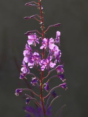 epilobium 柳兰, 花, 开花, 绽放, 粉色, 紫色, 回光
