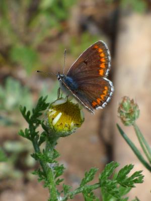 蝴蝶, aricia cramera, 布鲁内特, moreneta 南部, libar