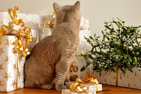 猫, 圣诞节, 礼品, 没有时间, 英国短毛猫, 达芬奇, packerl