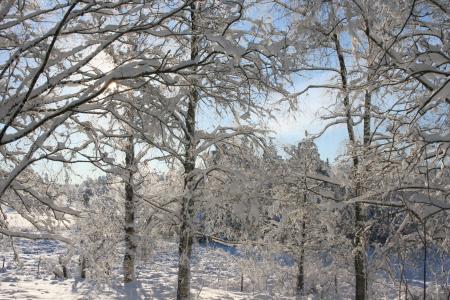 冬天, 树, 雪, 自然, 赛季, 弗罗斯特, 低温