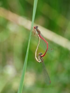 蜻蜓, 豆娘, ceriagrion tenellum, 夫妇, 昆虫 apareandose, 交配, 繁殖