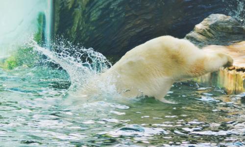 跳转, 水, 熊, 自然, 水滴, 表面, 洗澡