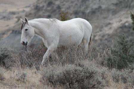 野生的马, 母马, 梅多拉, 北达科塔州, 马, pferd, 灰色