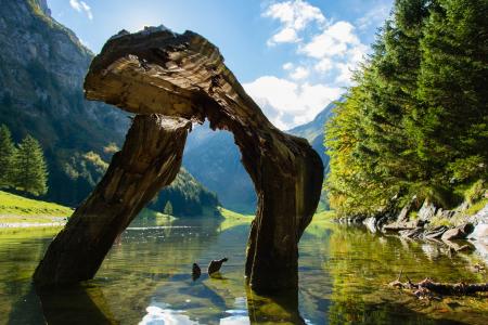 塞阿尔卑湖, 水, 自然, 瑞士, 山脉, 一种动物, 动物主题