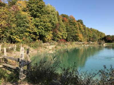 池塘, 秋天, 秋天, 景观, 公园, 9 月, 自然