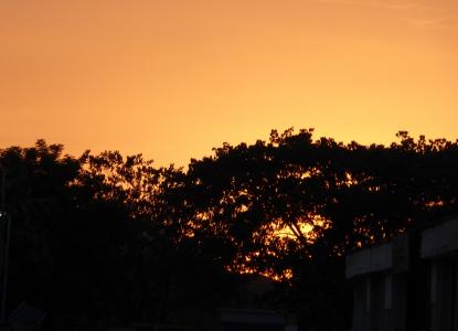 树梢, 晚上, 日落, 景观, 天空, 自然, 橙色
