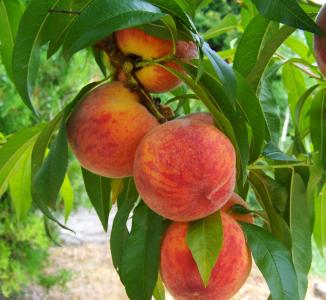 桃子, 水果, 成熟的, 食品, 自然, 农业, 成熟