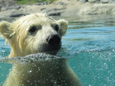 北极熊, vicks, 鹿特丹, blijdorp, 动物园, 游泳, 水