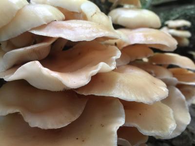 蘑菇, 真菌, 真菌, 米色蘑菇, 自然