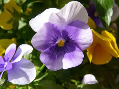 仙客来, 紫罗兰色, 开花, 绽放, 花, 自然